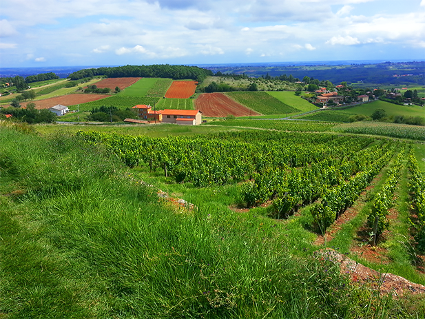 Rolling hills in the Beaujolais Wine Region