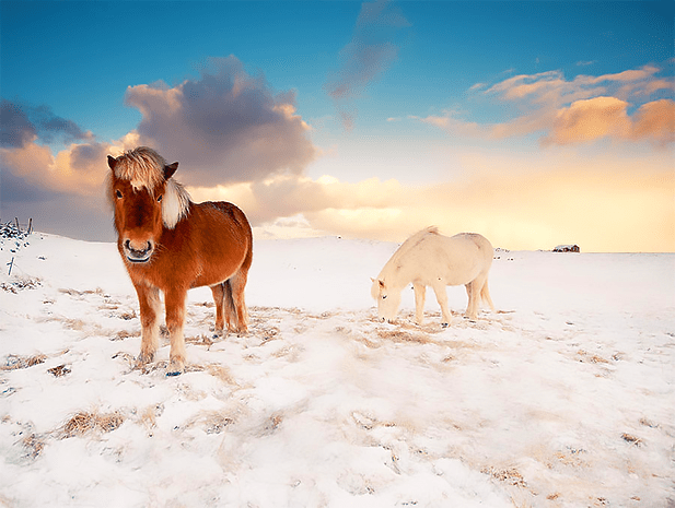 Icelandic Ponies. Why? Because! Photo credit: fineartamerica.com
